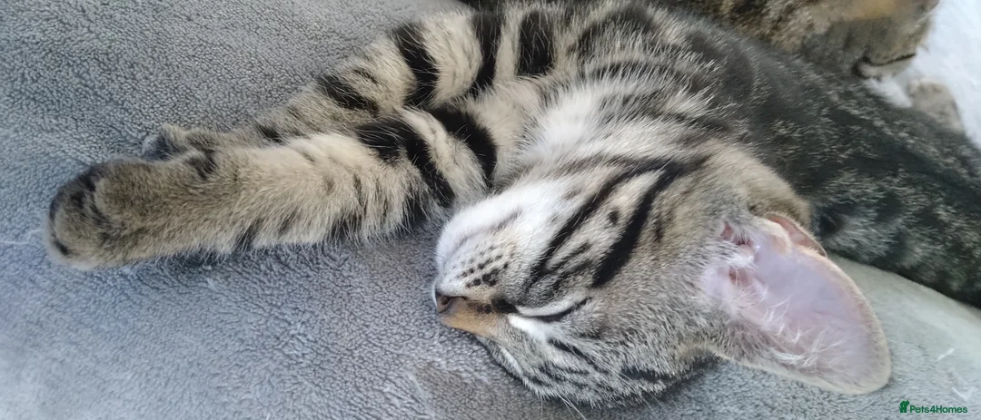Mixed Breed cats for sale: 5 Beautiful Tabby Kittens For Sale  - Advert 7