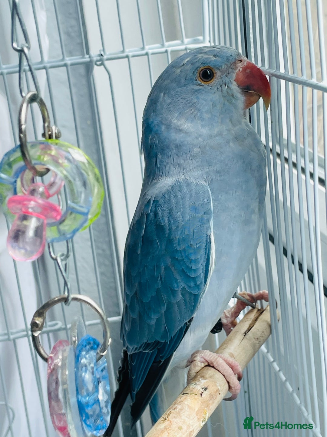 Ringnecks birds for sale: Baby blue Ringneck  - Image 4