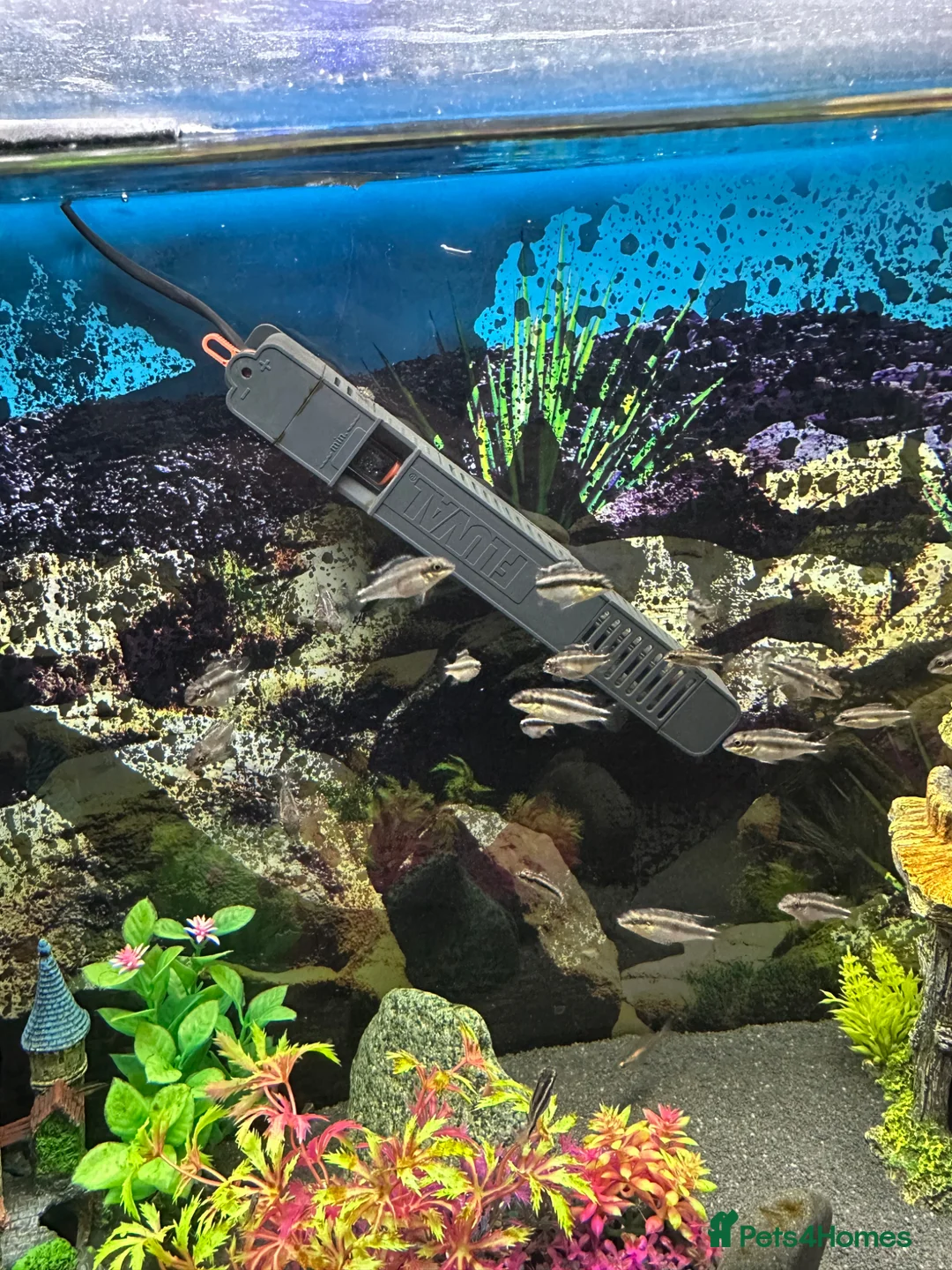 Cichlids fish for sale: Kribs - Kribensis  in Manchester - Advert 1