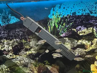 Cichlids fish Kribs - Kribensis - Advert 2