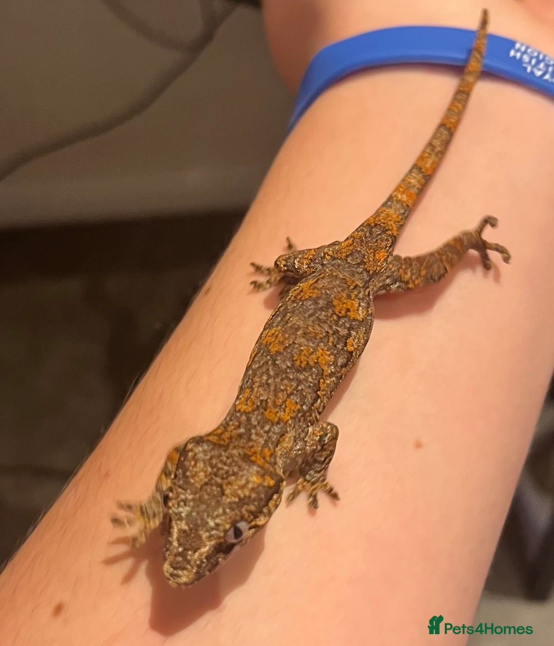 Gecko reptiles for sale: High red blotch gargoyle gecko  - Advert 1
