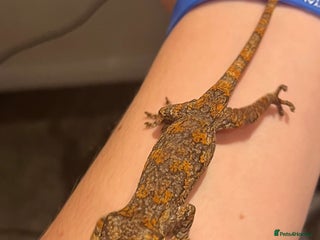 Gecko reptiles High red blotch gargoyle gecko - Advert 1