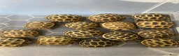 Tortoise reptiles for sale: Horsefield Tortoises  - Advert 3