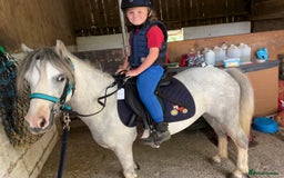 Welsh Section A horses for sale: Super pony ready for new family  - Image 11