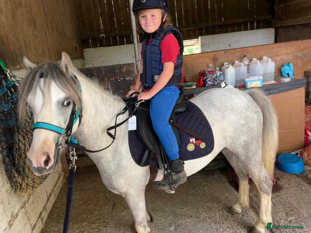 Welsh Section A horses for sale: Super pony ready for new family  - Image 11