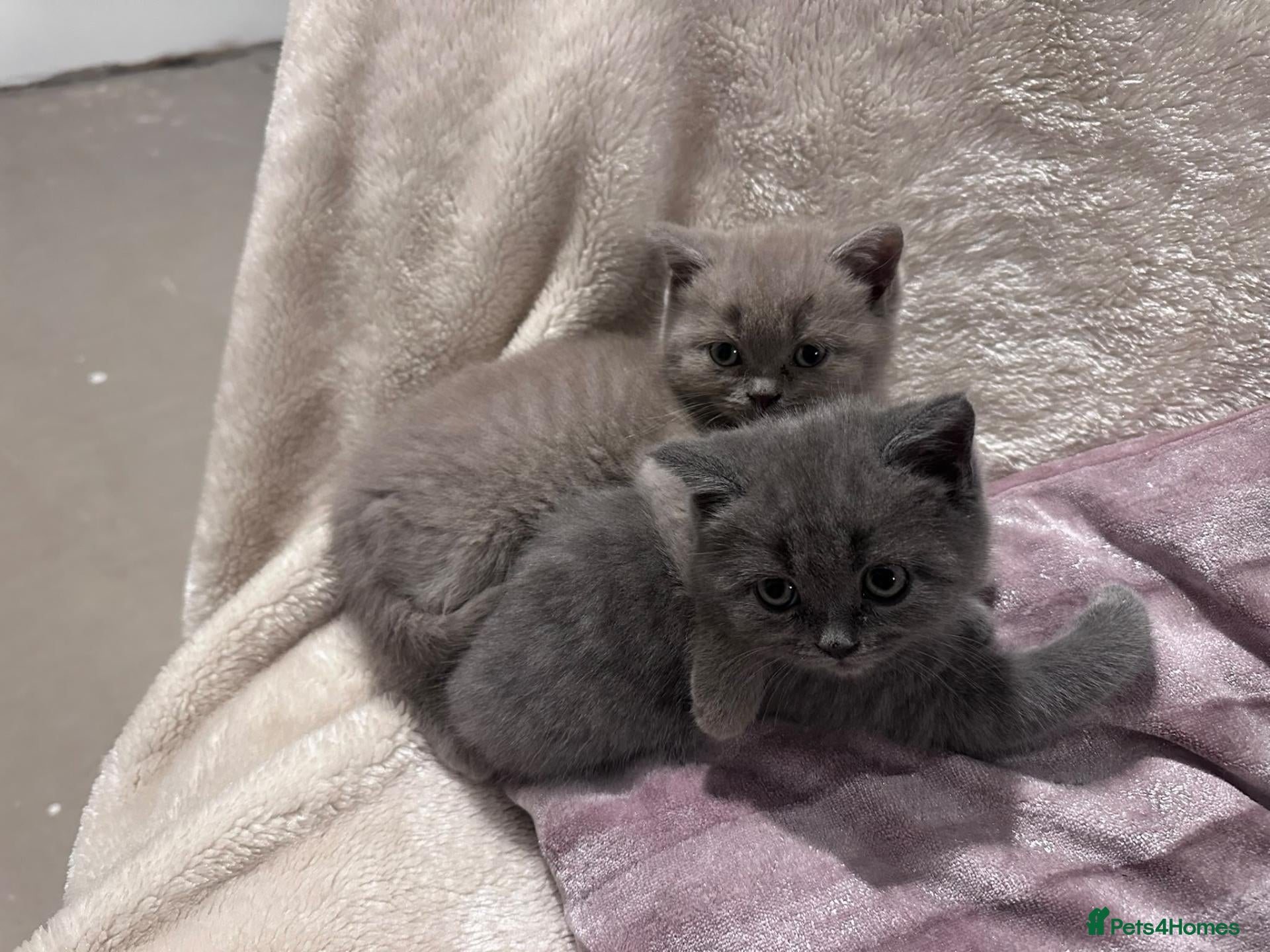 Persian cats Persian Kittens - Advert 1