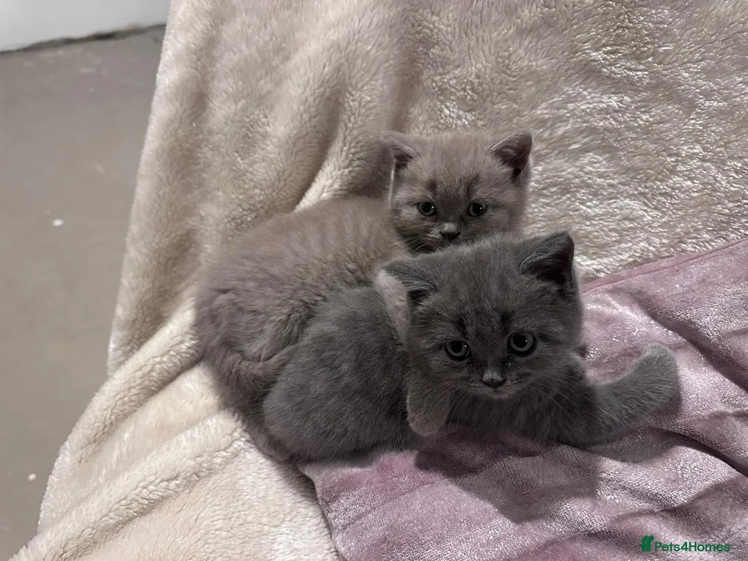 Persian cats for sale: Persian Kittens in Alton - Advert 1