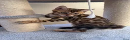Bengal cats for sale: TICA 🔥 Pedigree health tested 🐾 Bengal Kittens  - Advert 30