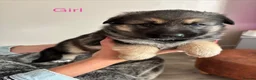 German Shepherd dogs for sale: German shepherd puppies  - Advert 5
