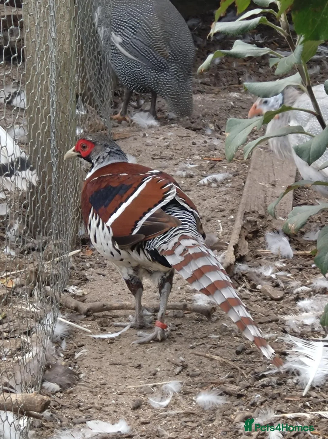 Pheasants poultry for sale: Elliott pheasants  - Advert 2