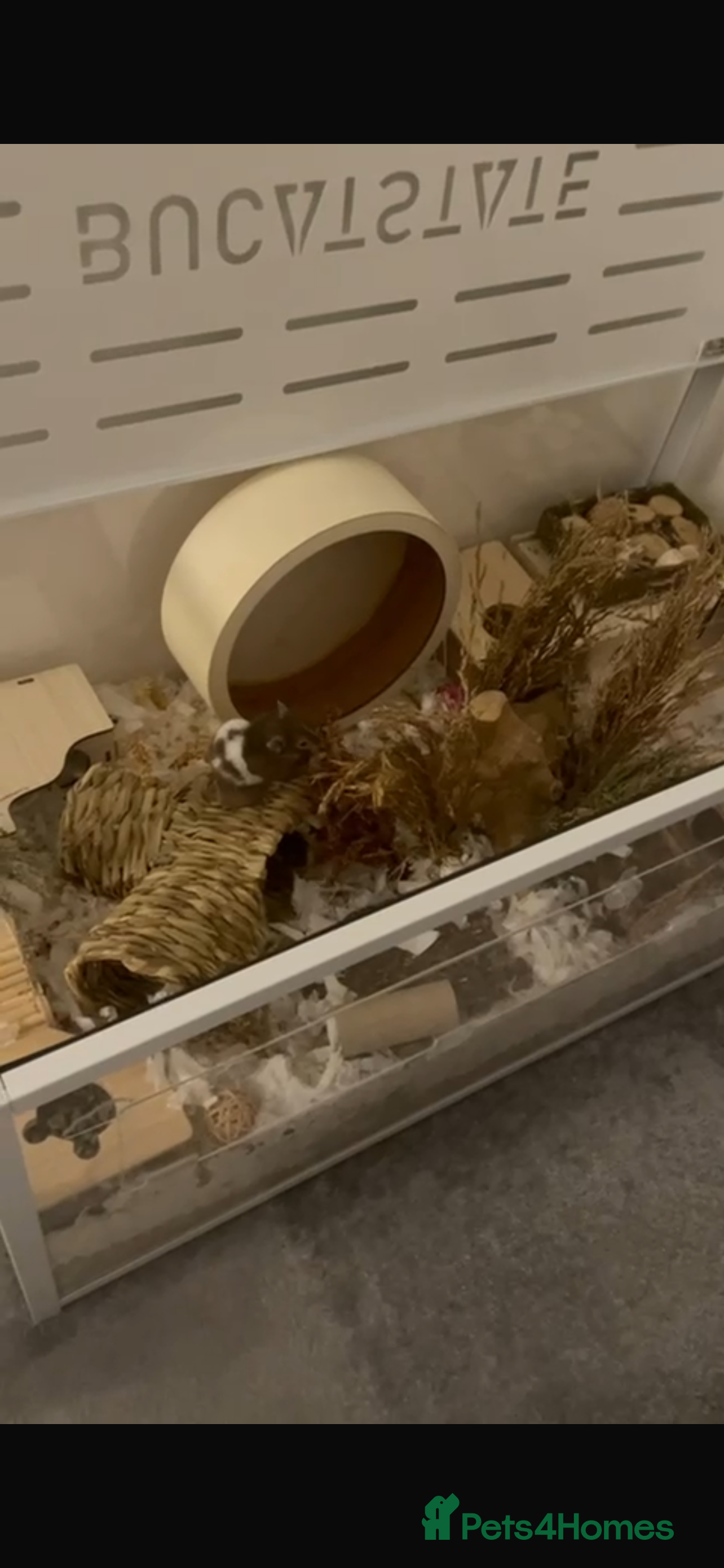 Hamster rodents Male Syrian Hamster 4 Months Bucatstate included - Advert 2