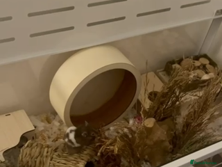 Hamster rodents Male Syrian Hamster 4 Months Bucatstate included - Advert 2