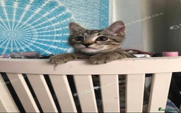 Mixed Breed cats for sale: Beautiful kitty  - Image 4