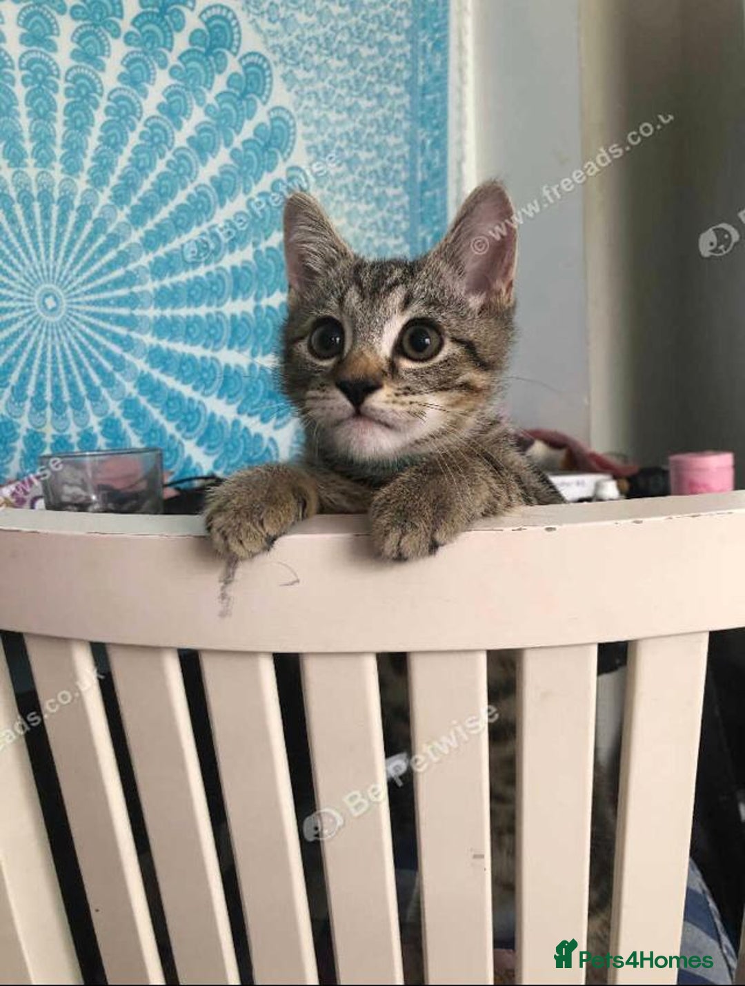 Mixed Breed cats for sale: Beautiful kitty  - Image 4