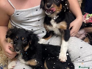 Border Collie dogs Last 2 girls left - Advert 16