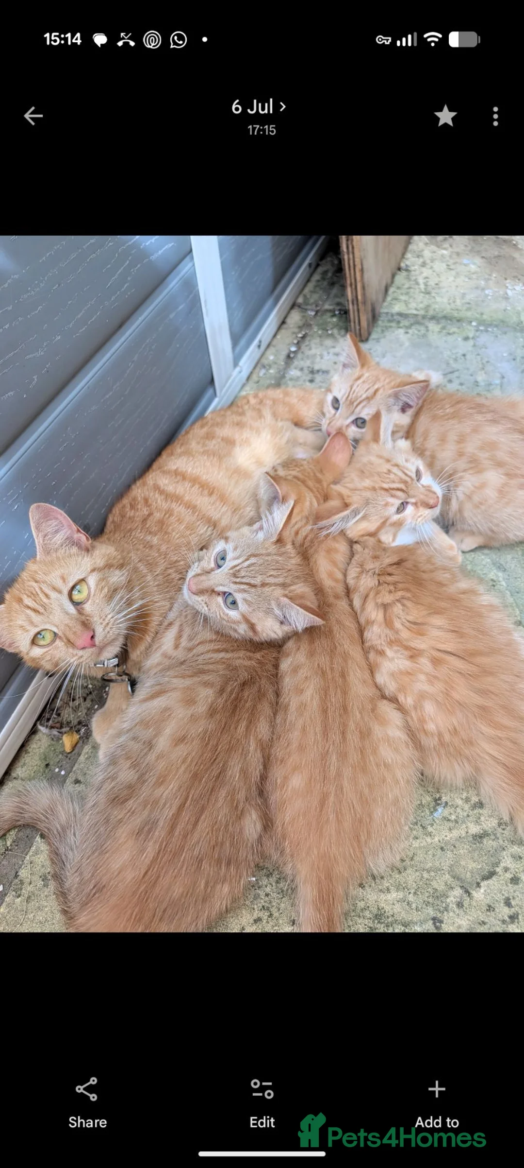 Bengal cats for sale: Bengal/Norwegian Forest kittens - Advert 1