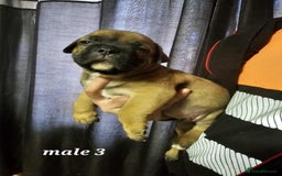 Mixed Breed dogs for sale: American bulldog x Staffordshire terrier puppies  - Image 8