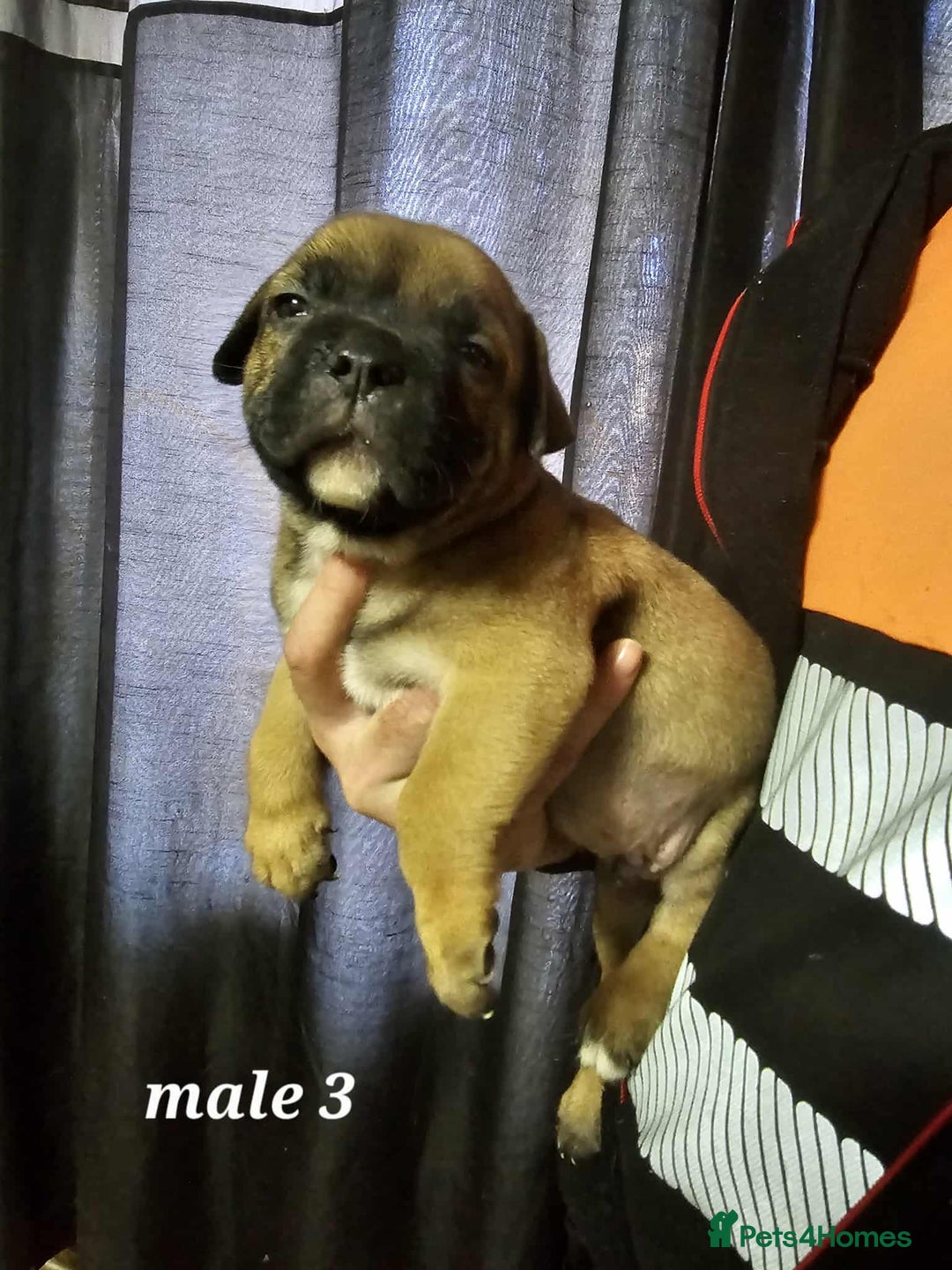 Mixed Breed dogs for sale: American bulldog x Staffordshire terrier puppies  - Image 8