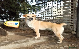 Mixed Breed dogs for adoption: 💙🐶 DAN 🐶💙 - Image 2