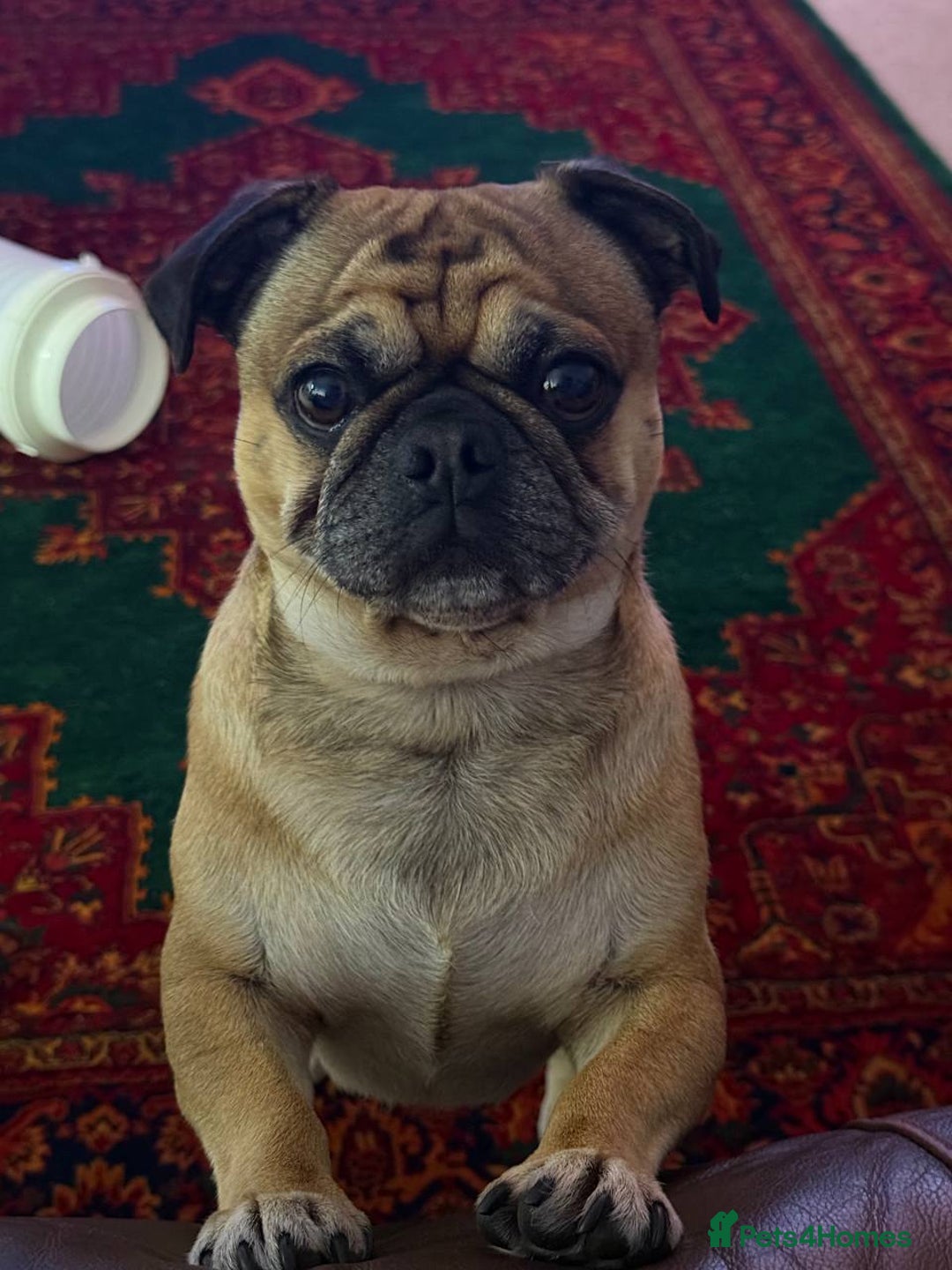 Pug dogs for stud: For Stud - Apricot Fawn Pug Benson. - Image 2