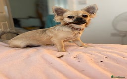 Chug dogs for sale: Male  - Image 1
