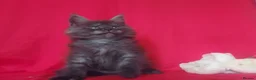 Maine Coon cats for sale: GCCF REGISTERED MAINE COON KITTENS FOR SALE  - Advert 28