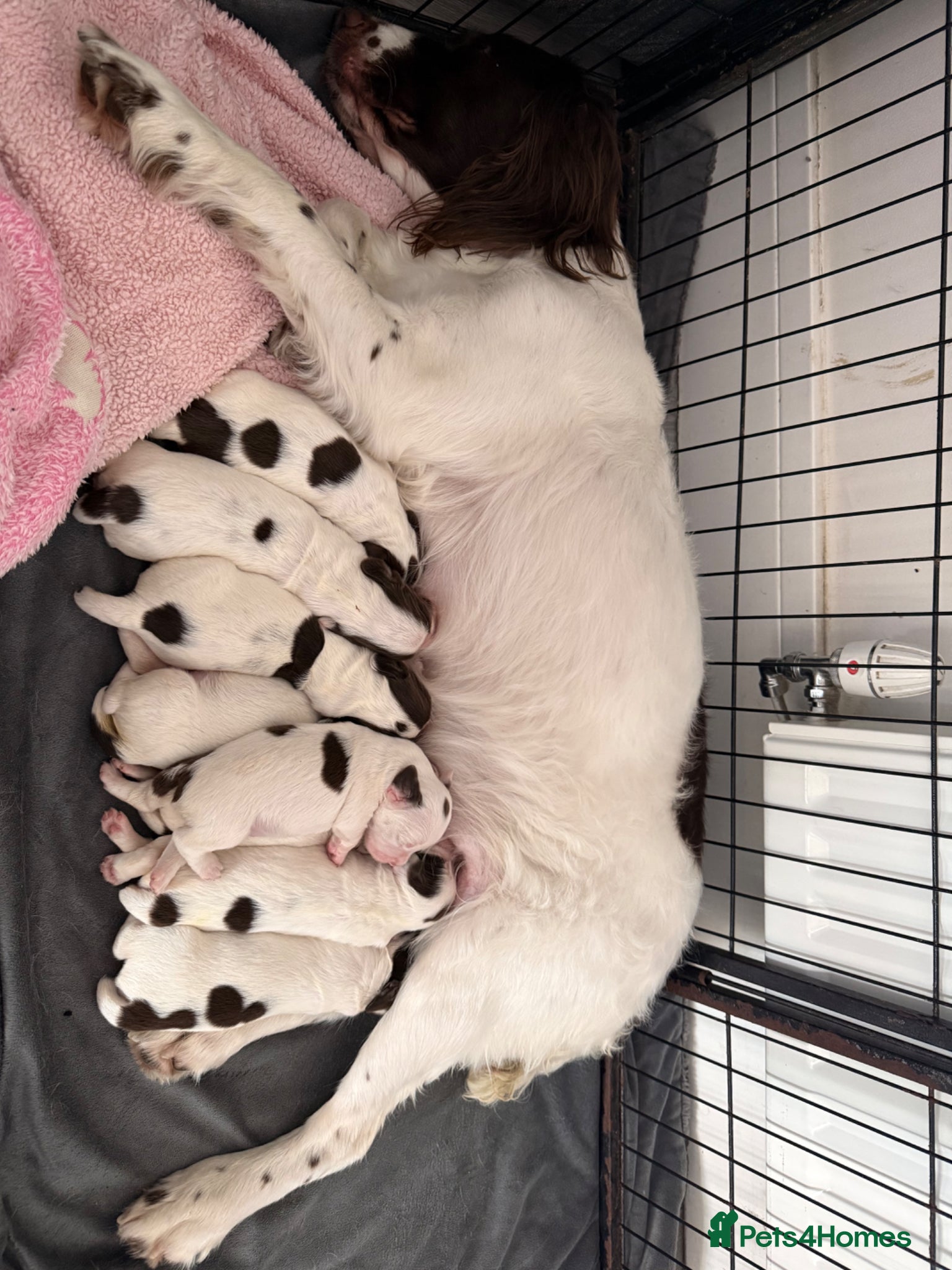 English Springer Spaniel dogs for sale: Kc registered English springer spaniel puppies  in Ryton - Advert 12