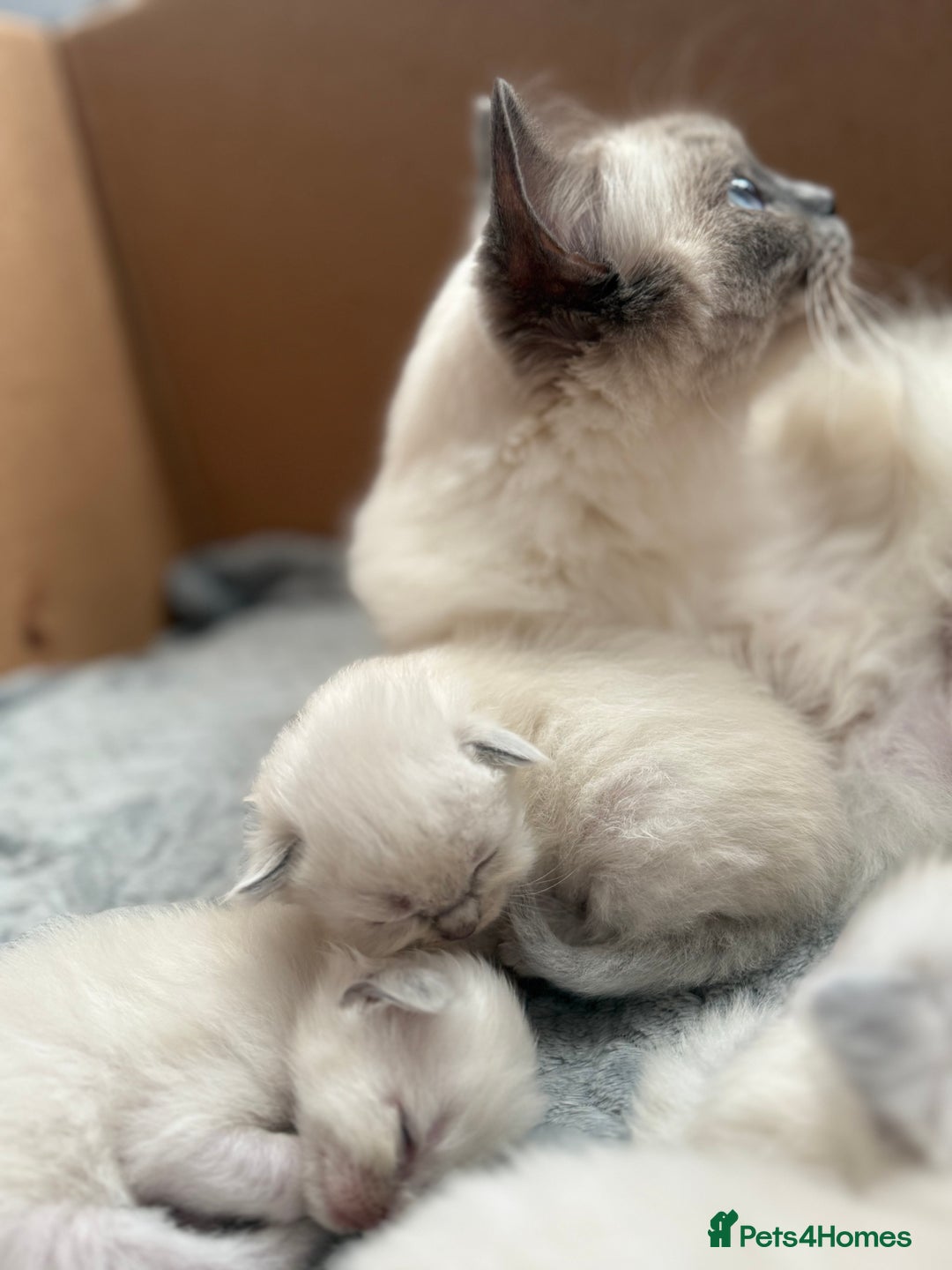 Ragdoll cats for sale: Ragdoll Kittens  - Image 4