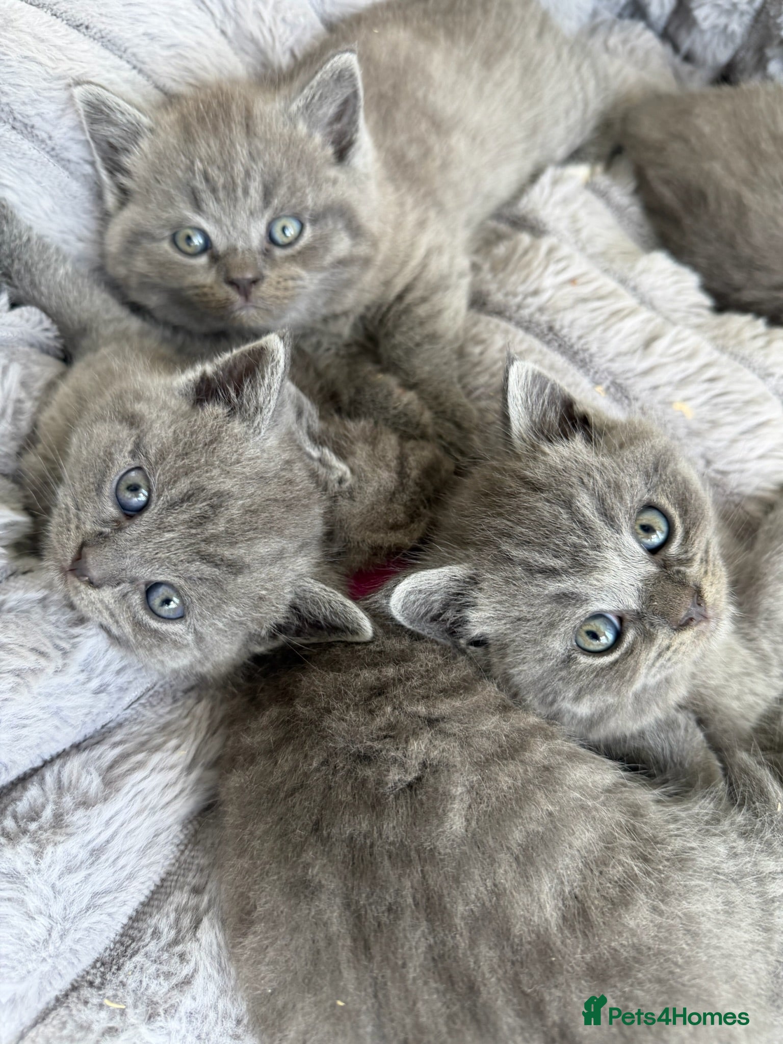 British Shorthair cats 🐾 British Short Hair Kittens 🐾 - Advert 2