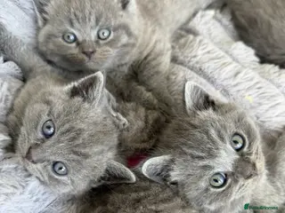 British Shorthair cats 🐾 British Short Hair Kittens 🐾 - Advert 2