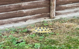 Tortoise reptiles for sale: Russian tortoise  - Image 1