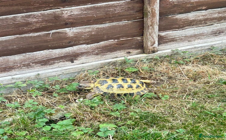Tortoise reptiles - Advert 1