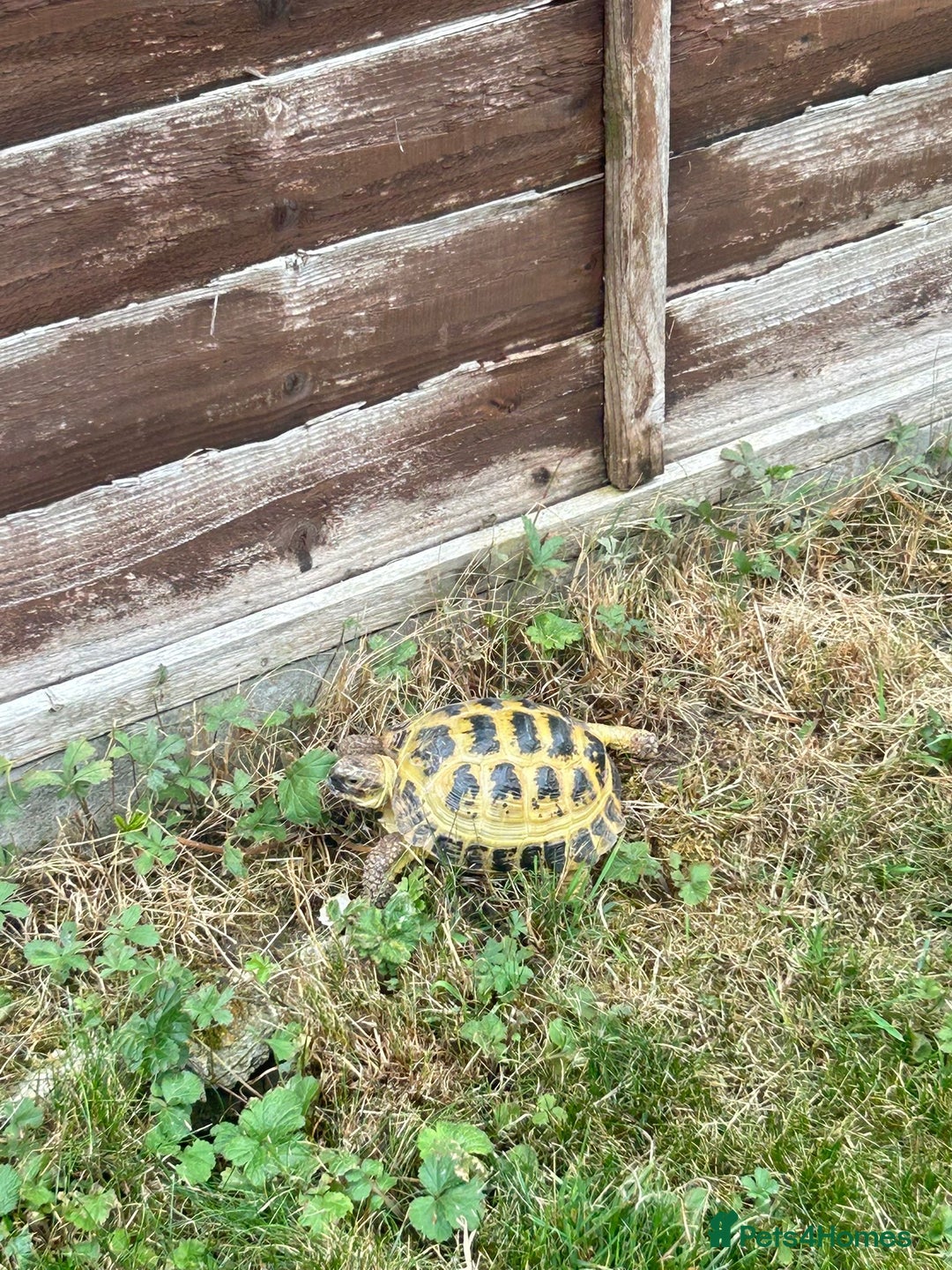 Tortoise reptiles for sale: Russian tortoise  - Image 1
