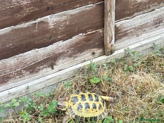 Tortoise reptiles - Advert 16