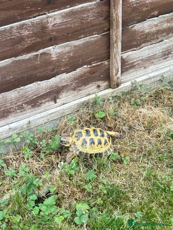 Tortoise reptiles - Advert 8