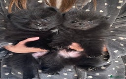 Pomeranian dogs for sale: Two Beautiful Pomeranian Boys for sale - Image 1