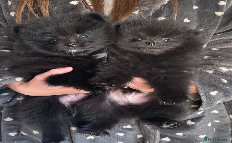 Pomeranian dogs - Advert 1