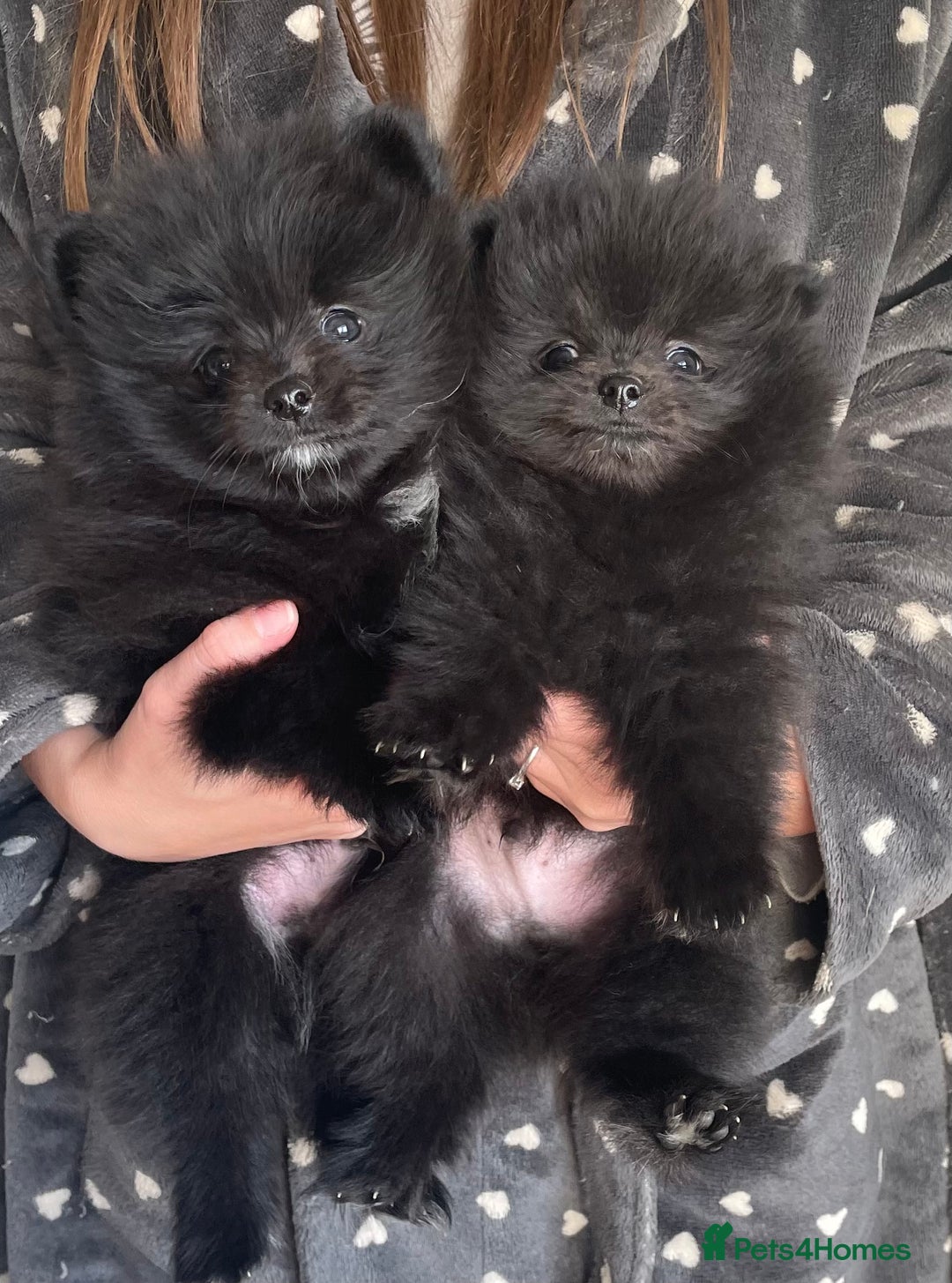 Pomeranian dogs for sale: Two Beautiful Pomeranian Boys for sale - Image 1