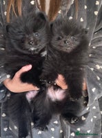 Pomeranian dogs - Advert 12