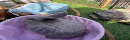Mini Lop rabbits for sale: Late Spring babies - Advert 2