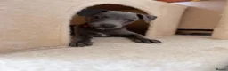 Whippet dogs for sale: Luna: 9-week-old female puppy in London - Advert 2