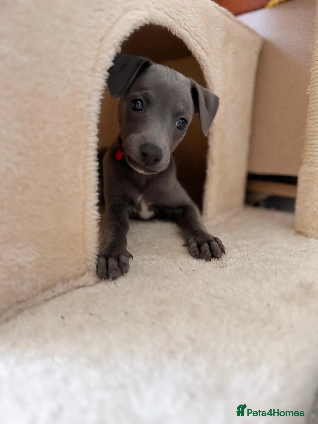 Whippet dogs for sale: Luna: 9-week-old female puppy in London - Advert 2