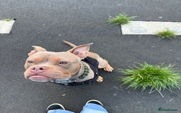 Mixed Breed dogs for sale: Beautiful American Bulldog x for Rehome - Image 8