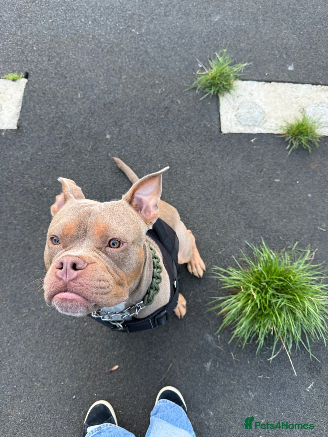 Mixed Breed dogs for sale: Beautiful American Bulldog x for Rehome - Image 8