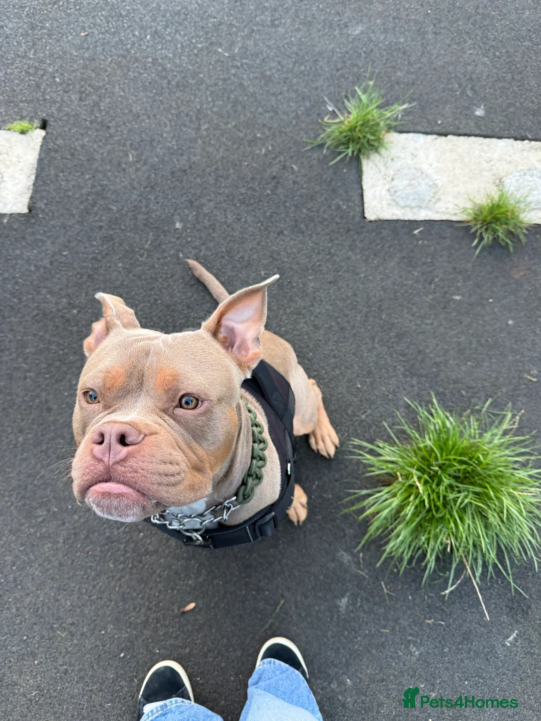 Mixed Breed dogs for sale: Beautiful American Bulldog x for Rehome - Advert 8