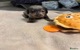 Miniature Dachshund dogs for sale: 6 Miniature dacshund puppies  - Advert 13