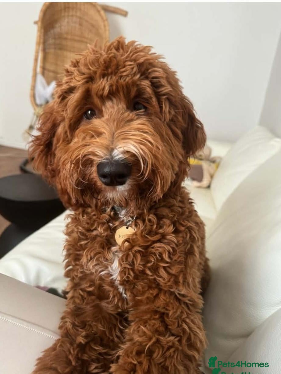 Australian Labradoodle dogs  AUSTRALIAN LABRADOODLE  – WAITING LIST NOW OPEN! - Advert 2
