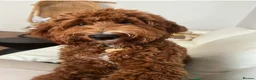 Australian Labradoodle dogs for sale:  AUSTRALIAN LABRADOODLE  – WAITING LIST NOW OPEN! - Advert 2