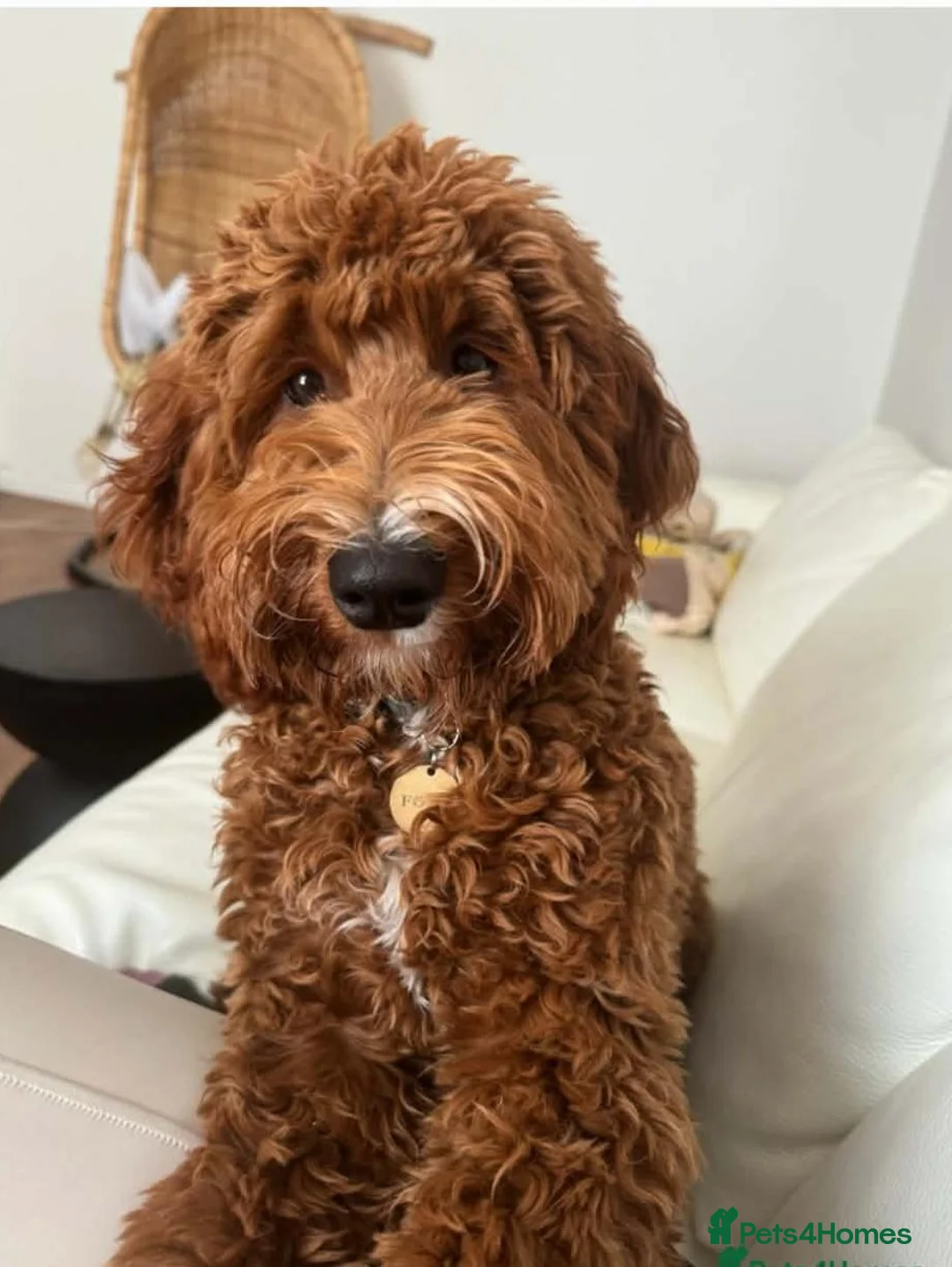 Australian Labradoodle dogs for sale:  AUSTRALIAN LABRADOODLE  – WAITING LIST NOW OPEN! - Advert 2