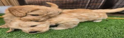 Goldendoodle dogs for sale: 🦮 Adorable F3 Goldendoodle. Parents DNA clear. - Advert 24